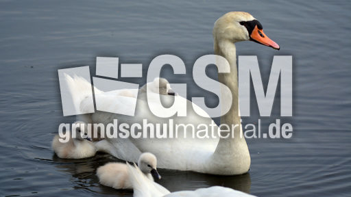 Höckerschwanküken (18).jpg